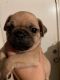 Pug Puppies for sale in SouthBend, Indiana. price: $500