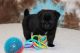 Pug Puppies for sale in Appleton, Wisconsin. price: $600