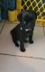 Pug Puppies for sale in Pearl City, Hawaii. price: $1,200