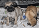 Pug Puppies for sale in Arvada, Colorado. price: $1,400