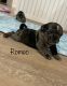 Pug Puppies for sale in Gold Coast, Queensland. price: $3,500