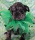 Pug Puppies for sale in Abilene, KS 67410, USA. price: $900