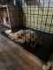 Pug Puppies for sale in Douglasville, GA 30134, USA. price: $700