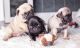 Pug Puppies for sale in New Orleans, Louisiana. price: $400