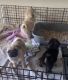 Pug Puppies for sale in New York City, New York. price: $500
