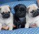Pug Puppies for sale in Branford, Connecticut. price: $400