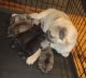 Pug Puppies for sale in Dayton, OH, USA. price: $700