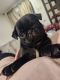 Pug Puppies for sale in Coconut Creek, Florida. price: $2,200