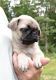 Pug Puppies for sale in Albion, Queensland. price: $650