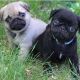 Pug Puppies for sale in Milwaukee, Wisconsin. price: $400