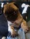 Pug Puppies for sale in Adelaide, South Australia. price: $2,000