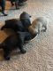 Pug Puppies for sale in Arkansas City, Arkansas. price: $350