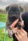 Pug Puppies for sale in Dugger, Indiana. price: $1,000