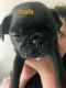 Pug Puppies for sale in Conroe, TX 77306, USA. price: $400