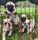 Pug Puppies for sale in Rockhampton, Queensland. price: $800