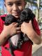 Pug Puppies for sale in Swainsboro, Georgia. price: $400