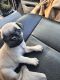Pug Puppies for sale in Desert Hot Springs, California. price: $600