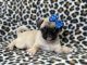 Pug Puppies for sale in Lakeland, Florida. price: $995