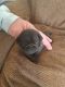 Pug Puppies for sale in Edgerton, Wisconsin. price: $1,200
