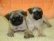 Pug Puppies for sale in Murrieta, CA, USA. price: $300