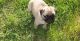 Pug Puppies for sale in Ashbourne Rd, Walsall, West Midlands WS3 3QQ, UK. price: NA
