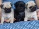 Pug Puppies for sale in Bahía Blanca, Buenos Aires Province, Argentina. price: NA