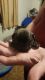 Pug Puppies for sale in Grand Junction, CO, USA. price: NA
