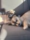 Pug Puppies for sale in Whittier, California. price: $600