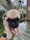 Pug Puppies for sale in Tuncurry, New South Wales. price: $800