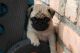 Pug Puppies for sale in Overland Park, KS, USA. price: NA