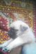 Pug Puppies for sale in Chandigarh, India. price: 5000 INR