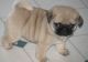 Pug Puppies for sale in Amritsar, Punjab 143001, India. price: 2 INR