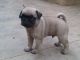 Pug Puppies for sale in Coimbatore, Tamil Nadu, India. price: 12000 INR