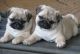 Pug Puppies for sale in hyderabad, Ambavaram, Andhra Pradesh 523112, India. price: 12000 INR