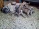 Pug Puppies for sale in hyderabad, Ambavaram, Andhra Pradesh 523112, India. price: 10000 INR