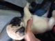 Pug Puppies for sale in Sirsa, Haryana 125055, India. price: 5000 INR