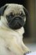 Pug Puppies for sale in Thrissur, Kerala 680001, India. price: 12000 INR