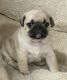 Pug Puppies for sale in Independence, Oregon. price: $850