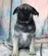 Pug Puppies for sale in Salina, Kansas. price: $1,000