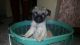 Pug Puppies for sale in Kolkata, West Bengal 700001, India. price: 10500 INR