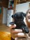 Pug Puppies for sale in Townsville, Queensland. price: $2,000