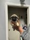 Pug Puppies for sale in Belton, Texas. price: $500