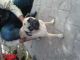 Pug Puppies for sale in Chandigarh, India. price: 4000 INR