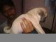 Pug Puppies for sale in Kolkata, West Bengal 700001, India. price: 14000 INR