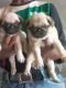 Pug Puppies for sale in Ahmedabad, Gujarat, India. price: 14000 INR