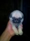 Pug Puppies for sale in Cochin International Airport (COK), Airport Rd, Kochi, Kerala 683111, India. price: 14500 INR