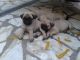 Pug Puppies for sale in Tiruppur, Tamil Nadu 641601, India. price: 13000 INR