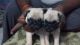 Pug Puppies for sale in hyderabad, Ambavaram, Andhra Pradesh 523112, India. price: 13000 INR