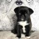 Pug Puppies for sale in New York City, New York. price: NA