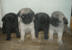Pug Puppies for sale in Nashik, Maharashtra, India. price: 20000 INR